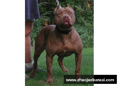 K1体育能轻松战胜比特犬的“狗”，却被外国人当宠物，网友看得瑟瑟发抖！ - 副本